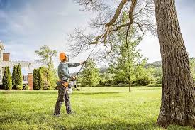 Trusted Mount Joy, PA Tree Care Experts
