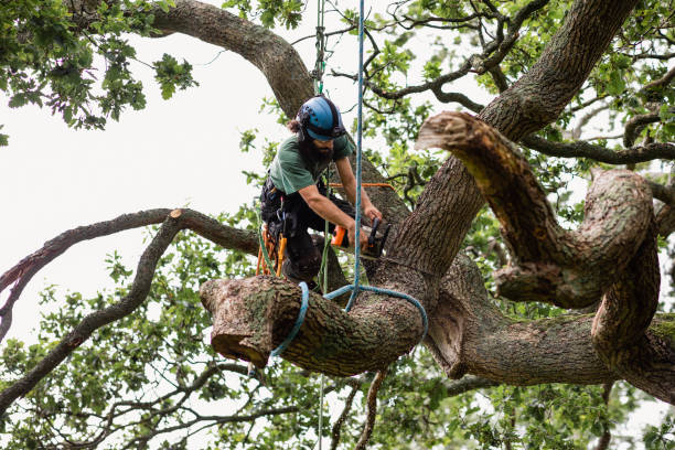 Best Tree Preservation Services  in Mount Joy, PA