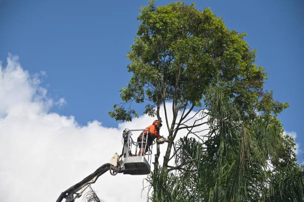 Best Hedge Trimming  in Mount Joy, PA